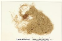 藏品(菘蘿屬 )的圖片